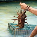 Sint Maarten, Lobster at Pinel Island