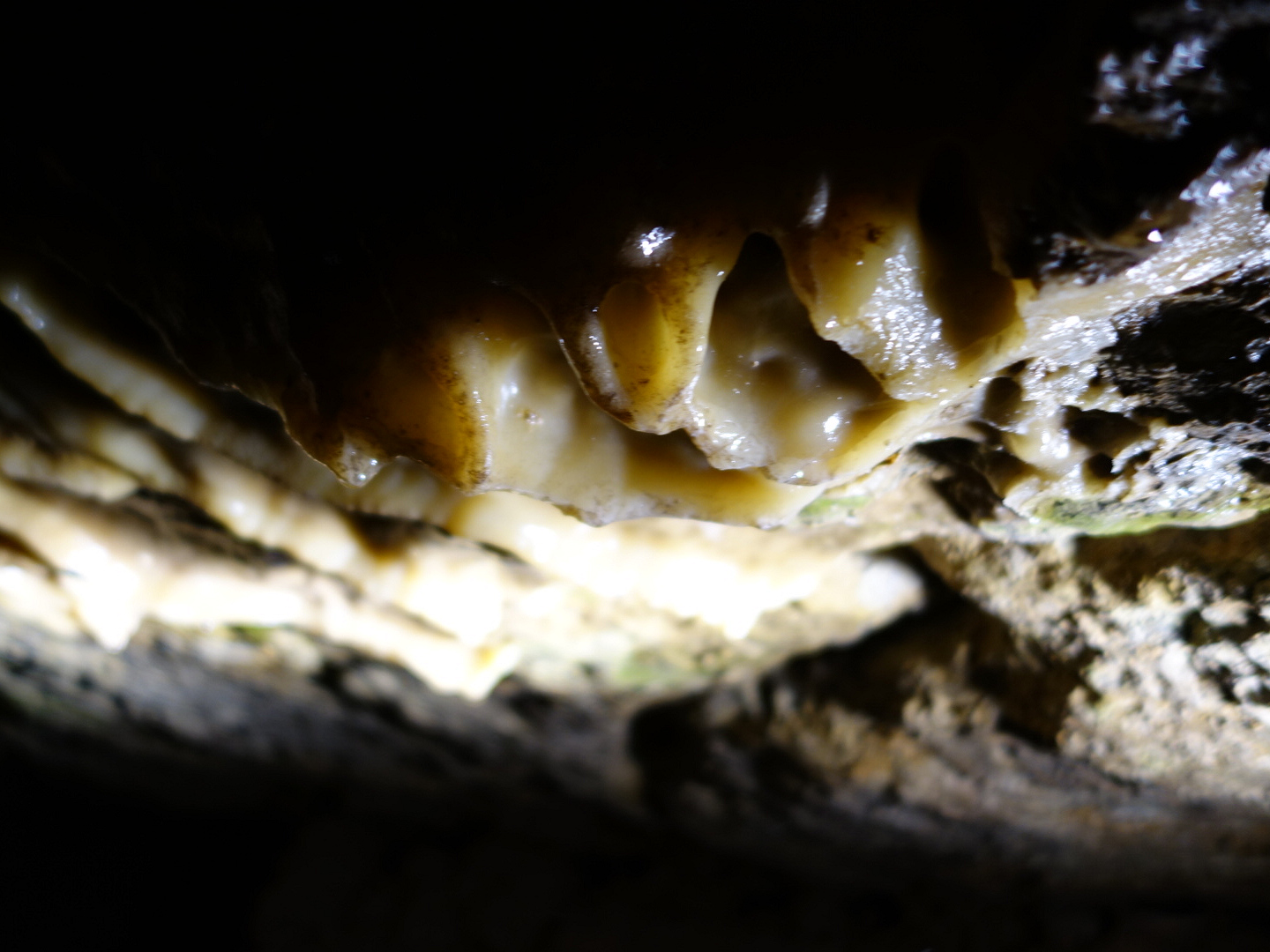 Sinterfahnen an der Decke der Teufelshöhle in Pottenstein