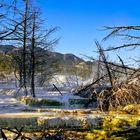 Sinterterrassen bei Mammoth Hot Springs - Yellowstone N.P. - Wyoming - USA