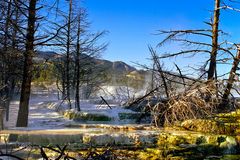 Sinterterrassen bei Mammoth Hot Springs - Yellowstone N.P. - Wyoming - USA