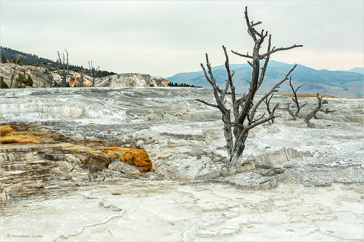 Sinterterrassen von Mammoth Hot Springs