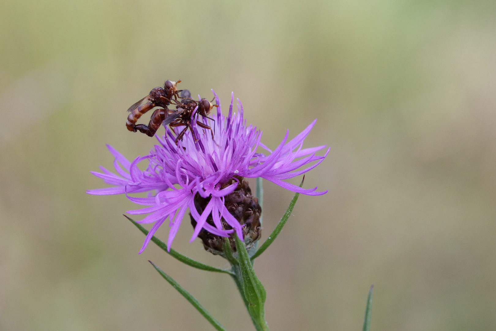 Sinus ferrugineus