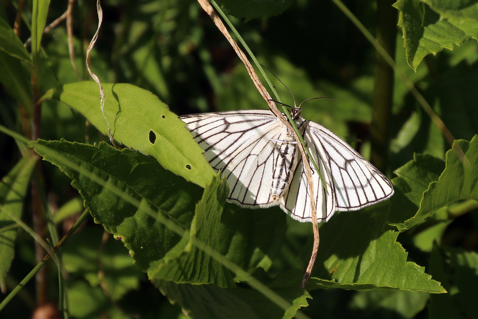 Siona lineata