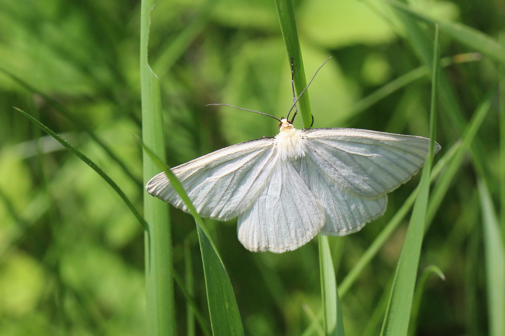 Siona lineata