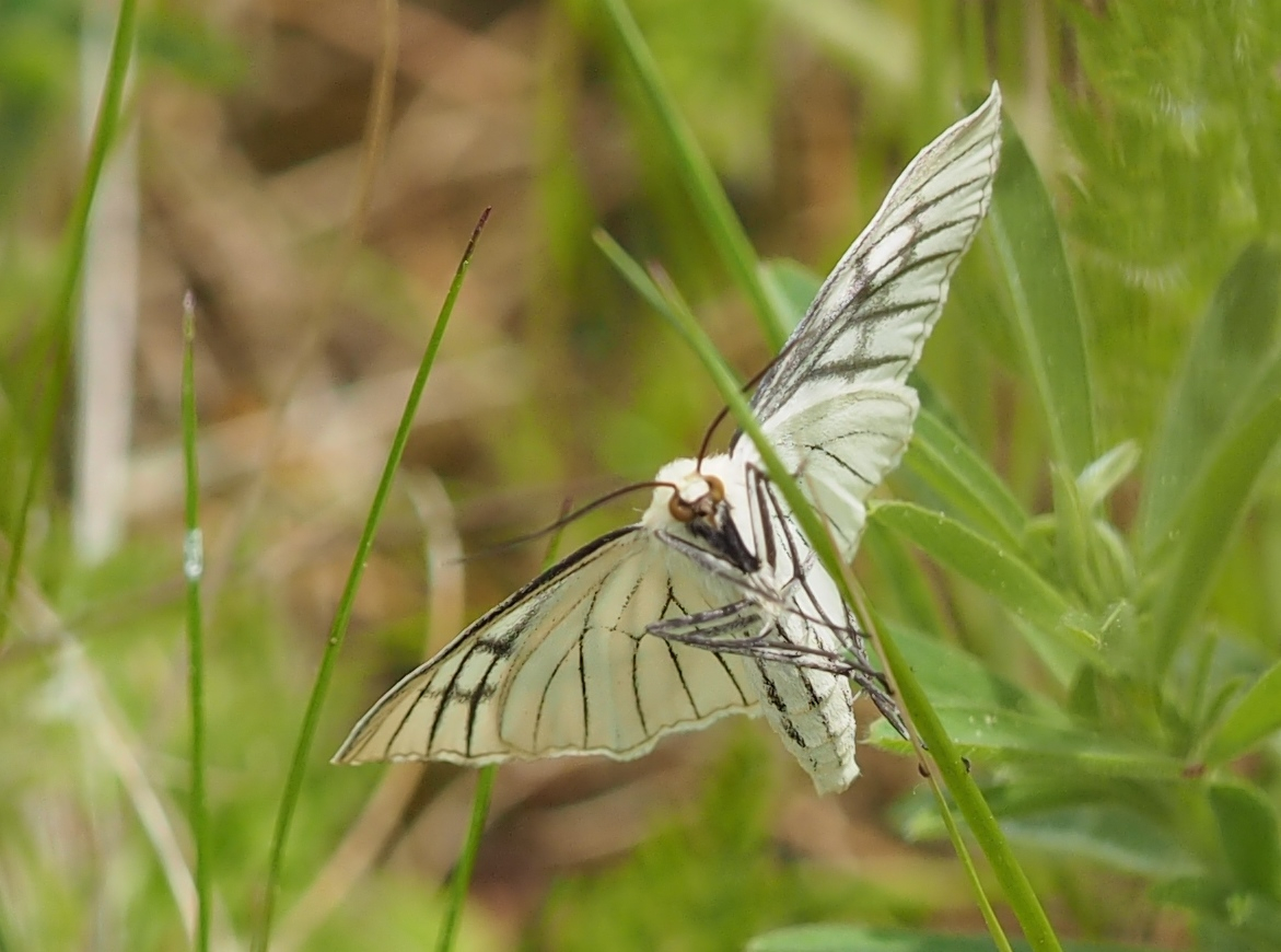 Siona lineata