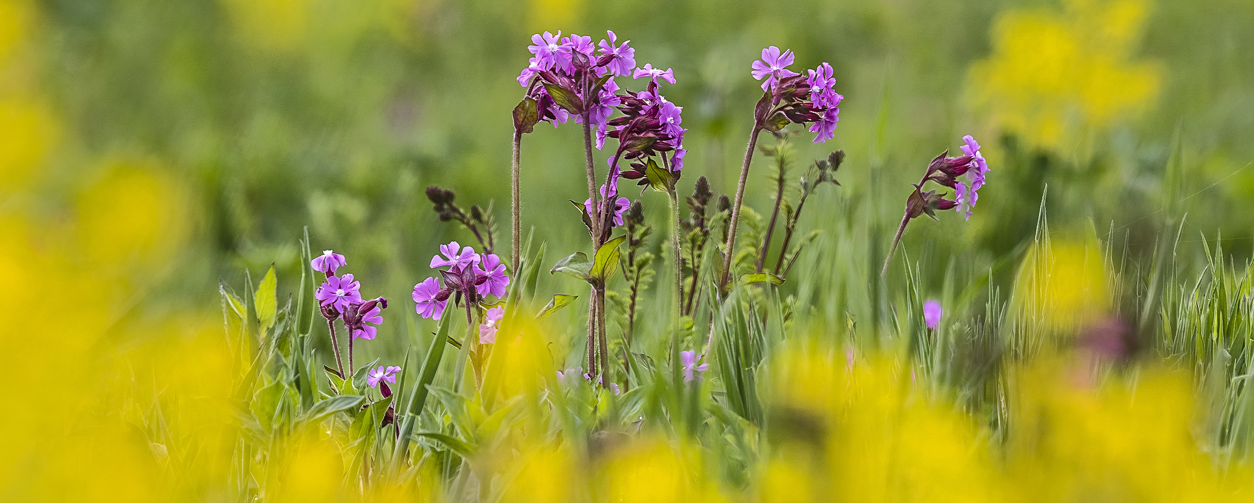 SIONE DIOICA - Rote Lichtnelke?