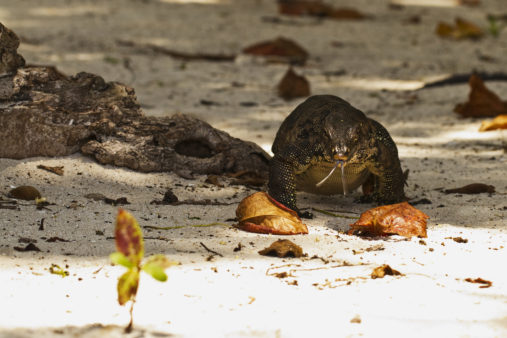 Sipadan Lizard