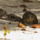 Sipadan Lizard