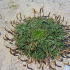 Sippenthing der Strandkräuter