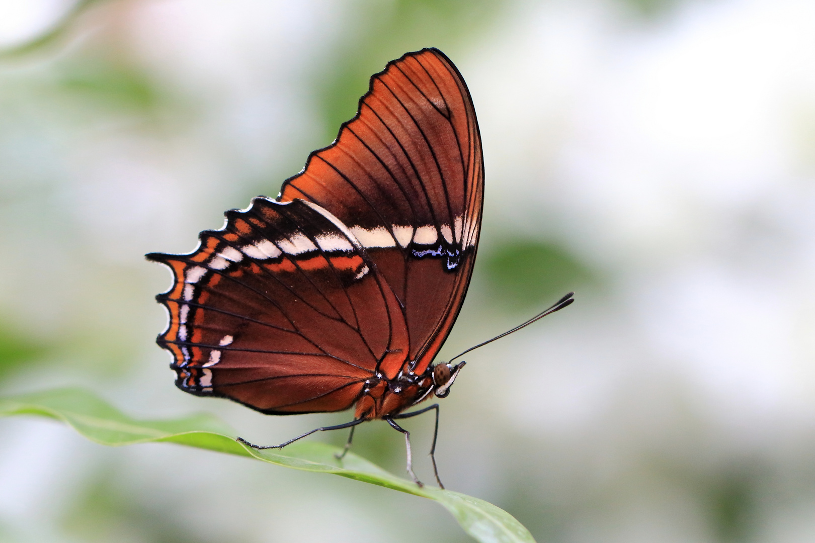 Siproeta epaphus