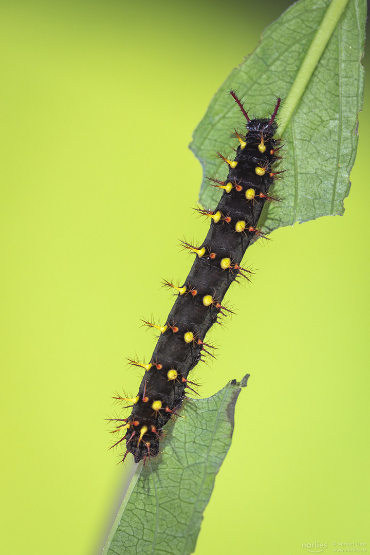 siproeta epaphus caterpillar