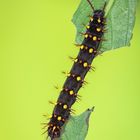 siproeta epaphus caterpillar