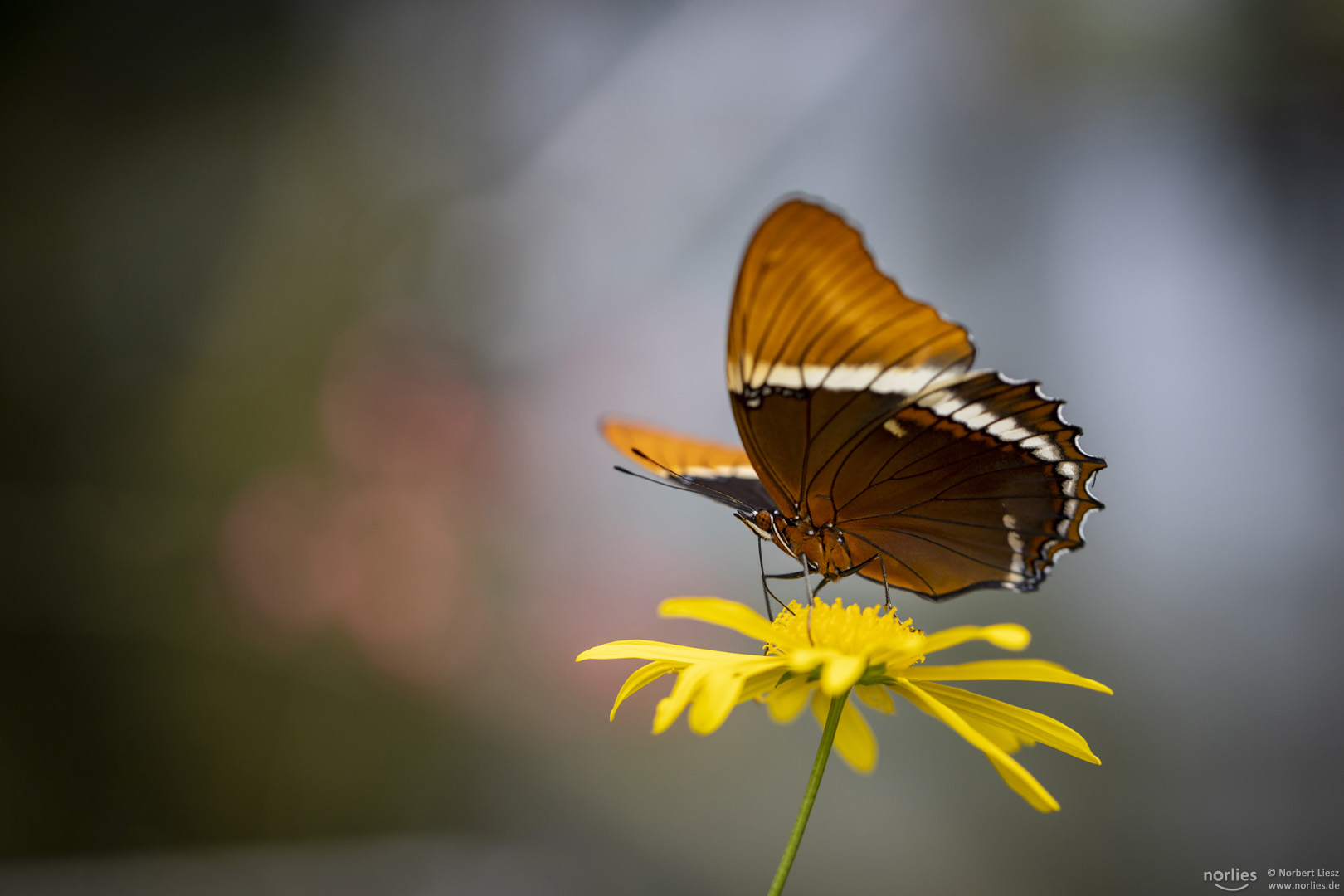 siproeta epaphus