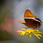 siproeta epaphus