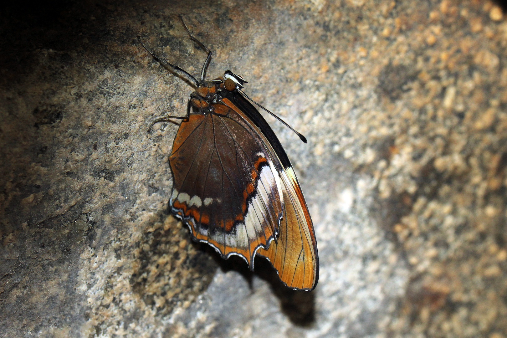 Siproeta epaphus