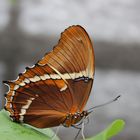 Siproeta (Juona) epaphus - Schokoladenfalter