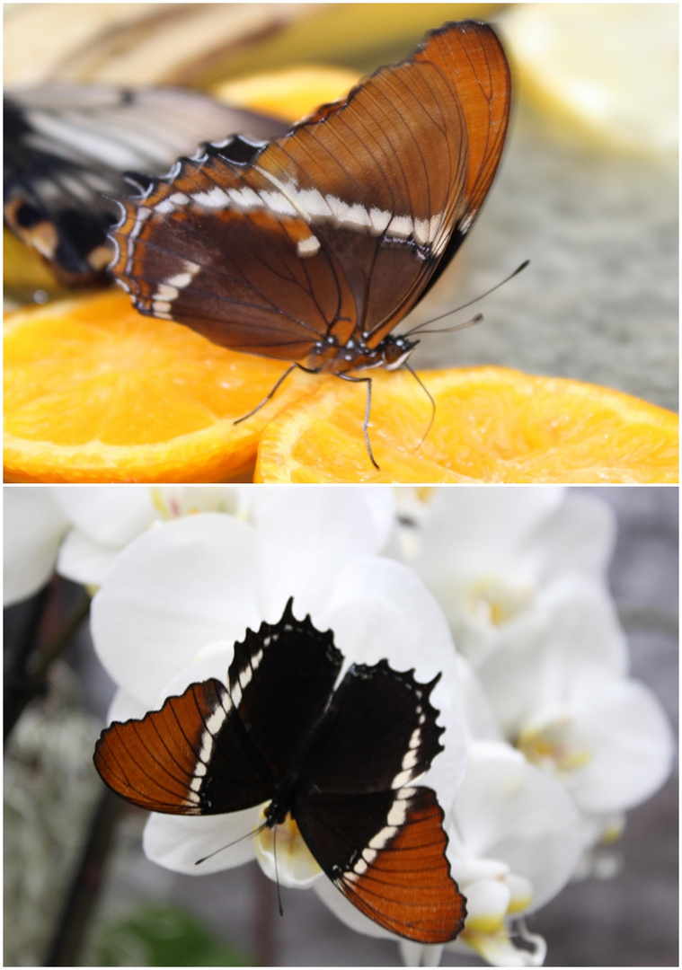  Siproeta (Juona)  epaphus - Schokoladenfalter von einer Schmetterlingsausstellung