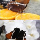  Siproeta (Juona)  epaphus - Schokoladenfalter von einer Schmetterlingsausstellung