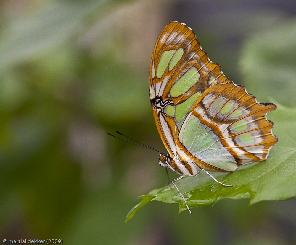 Siproeta Stelenes