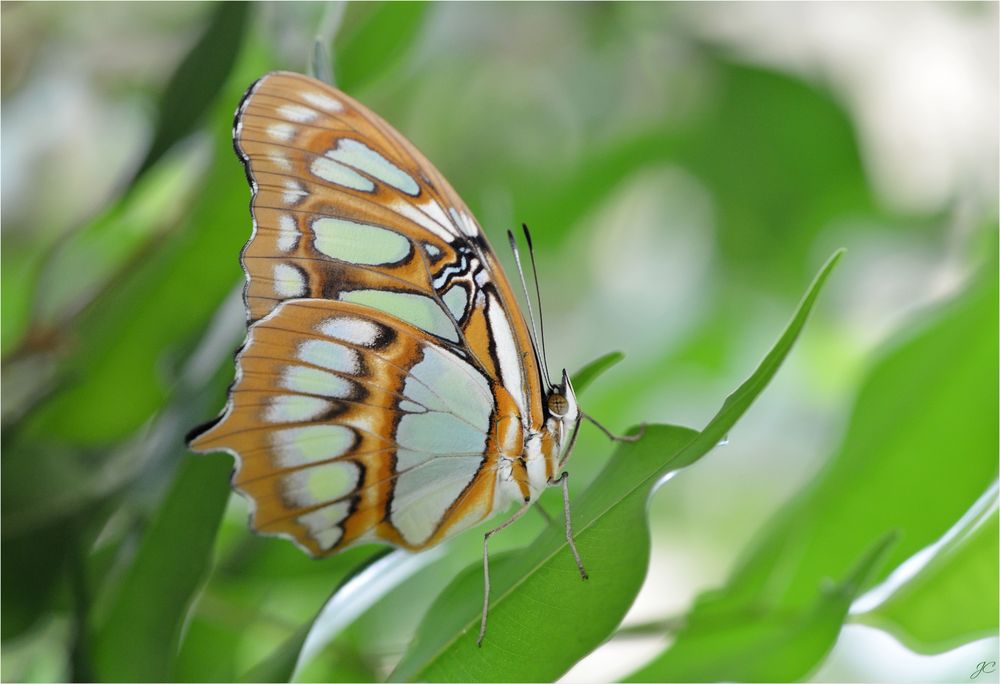 Siproeta stelenes