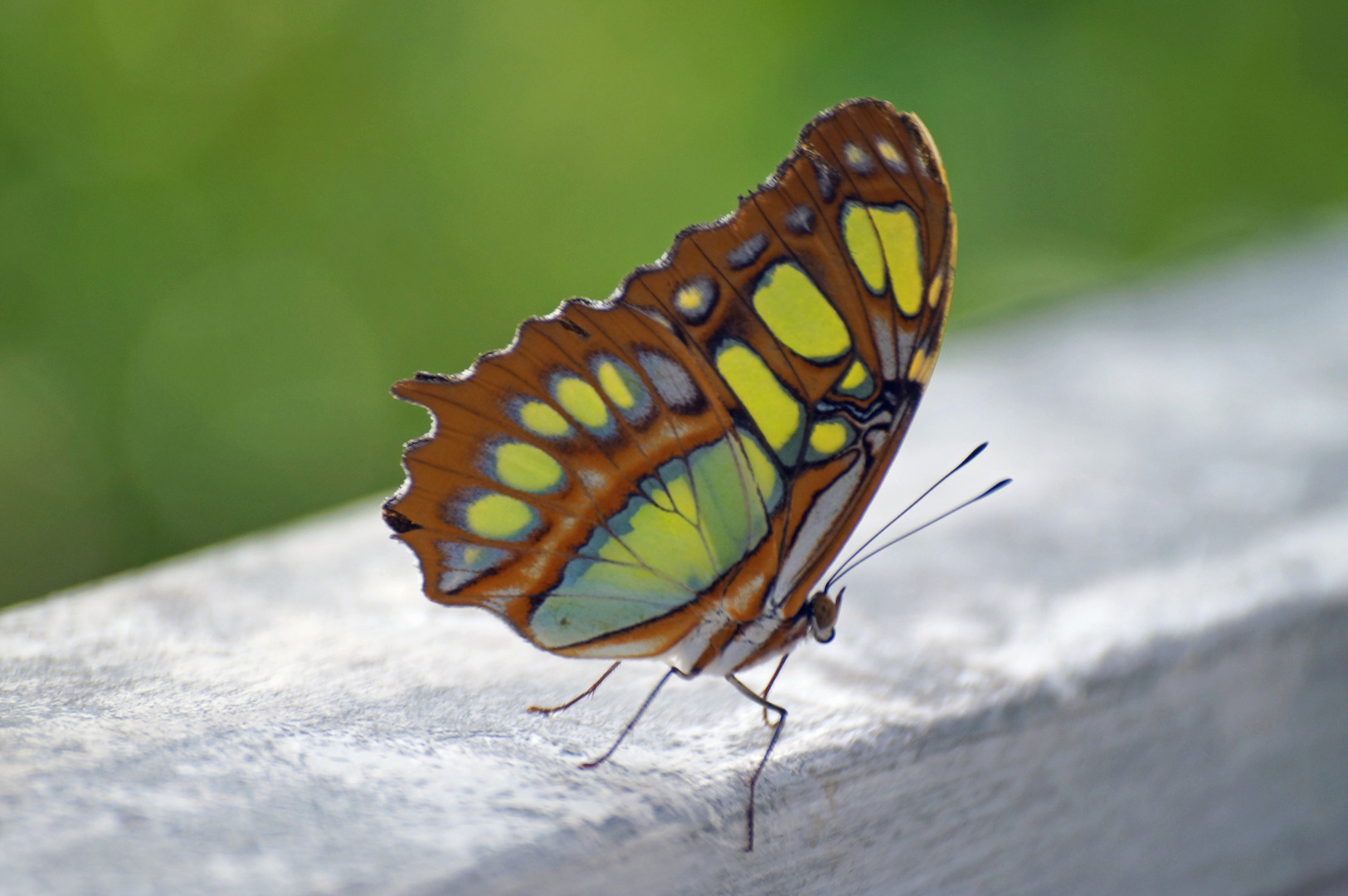 Siproeta stelenes