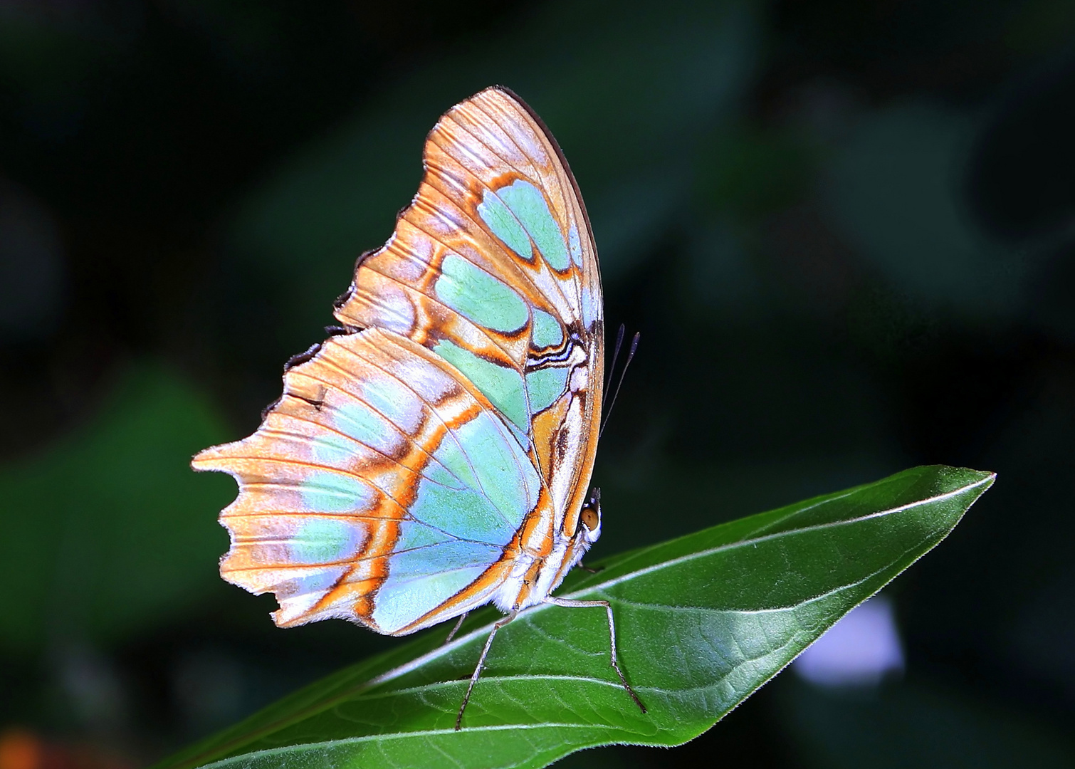 Siproeta stelenes