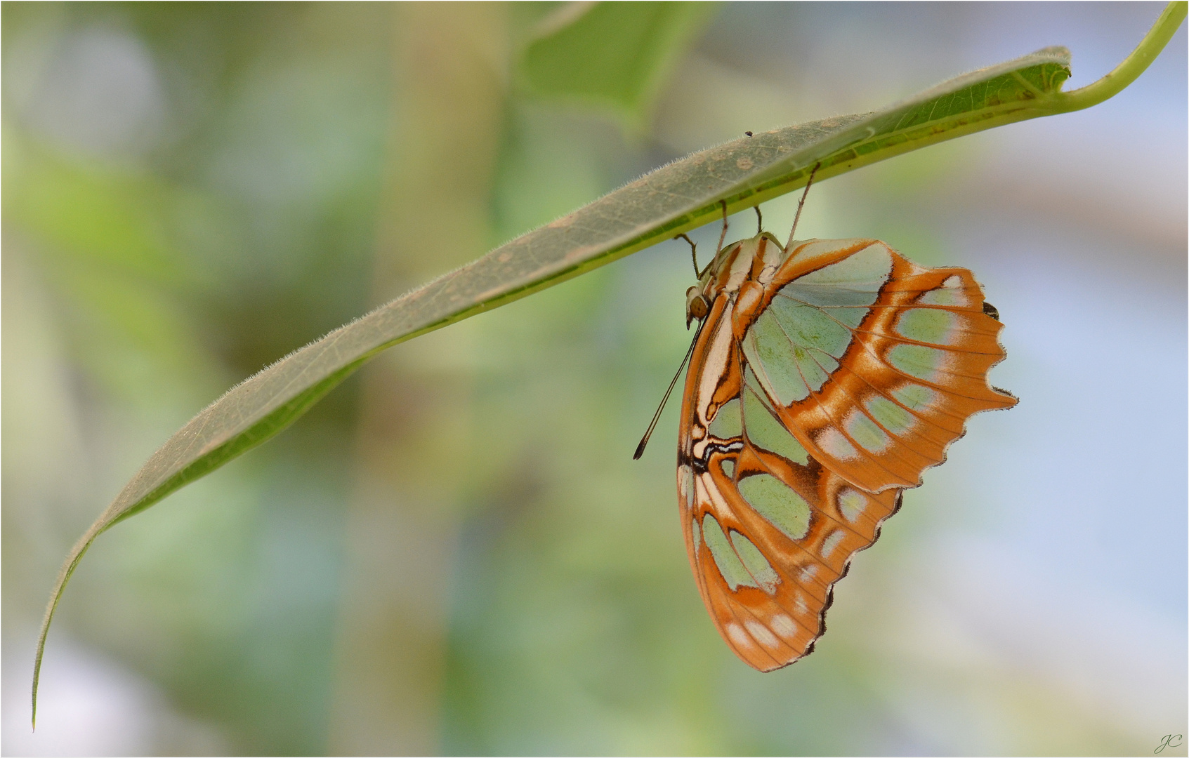 Siproeta stelenes