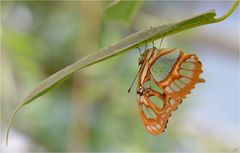 Siproeta stelenes