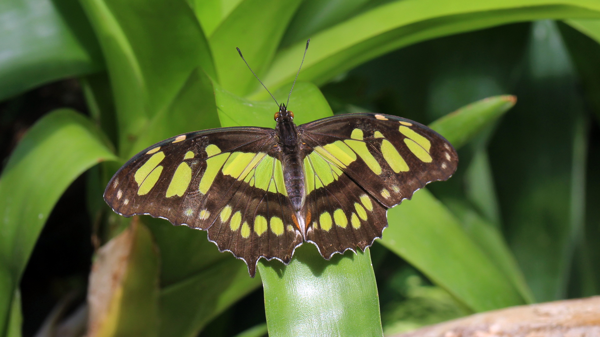 Siproeta stelenes