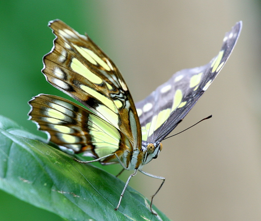 Siproeta stelenes (Malachit, Bambuspage)