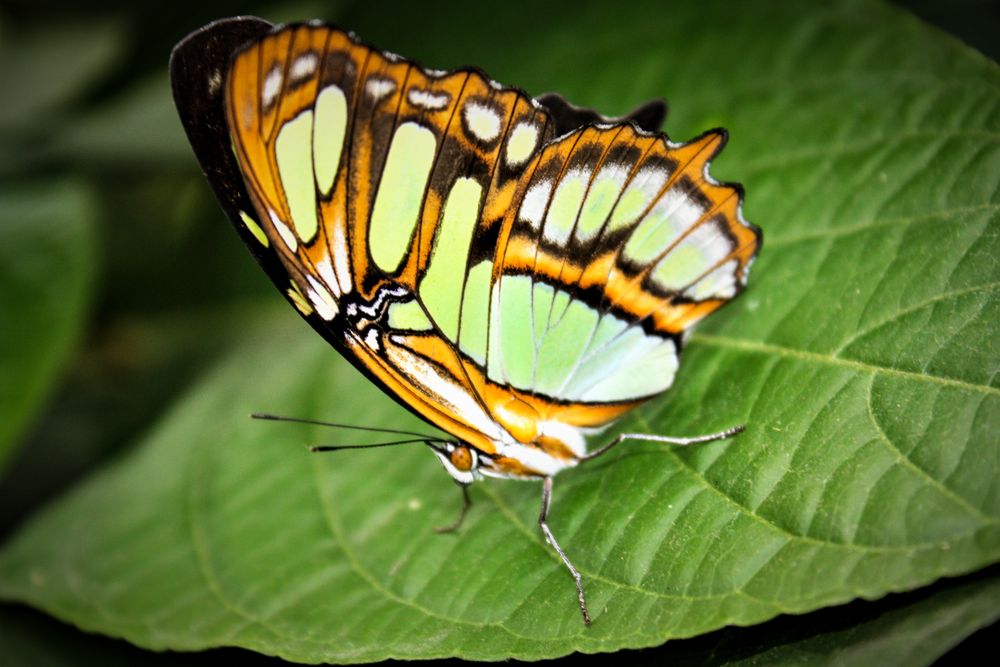 Siproeta Stelenes Malachit