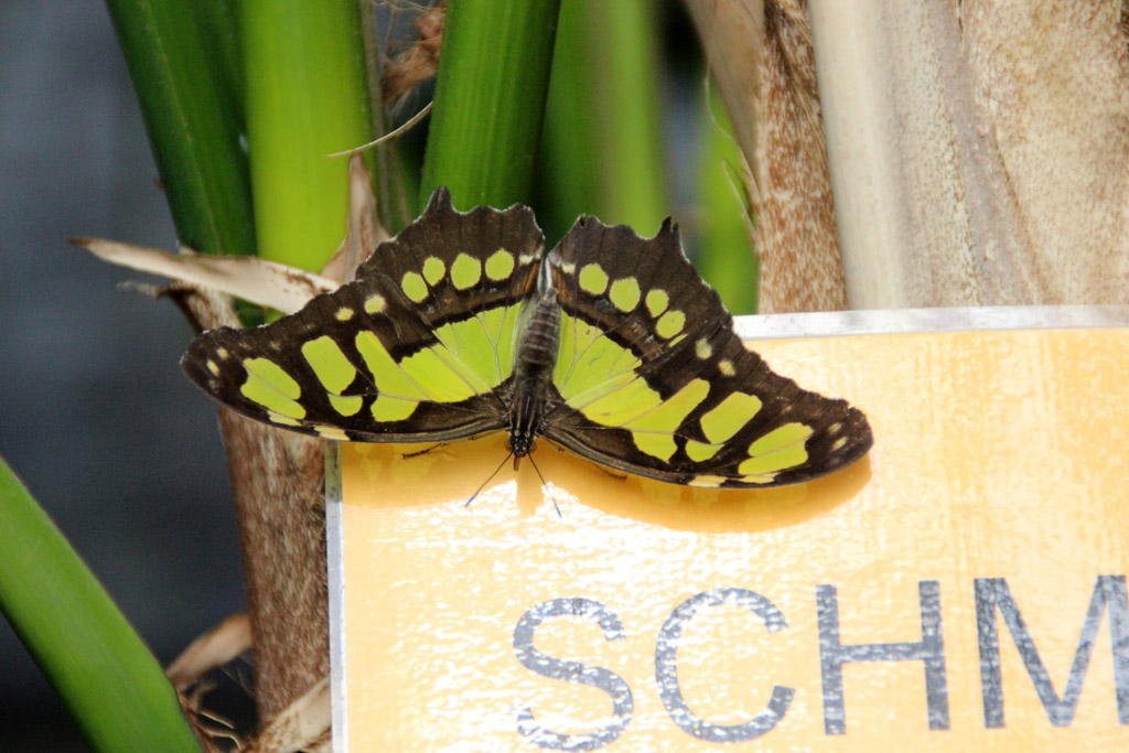  Siproeta stelenes- Malachitfalter 