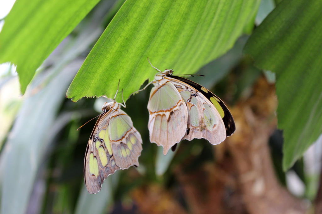 Siproeta stelenes - Malachitfalter