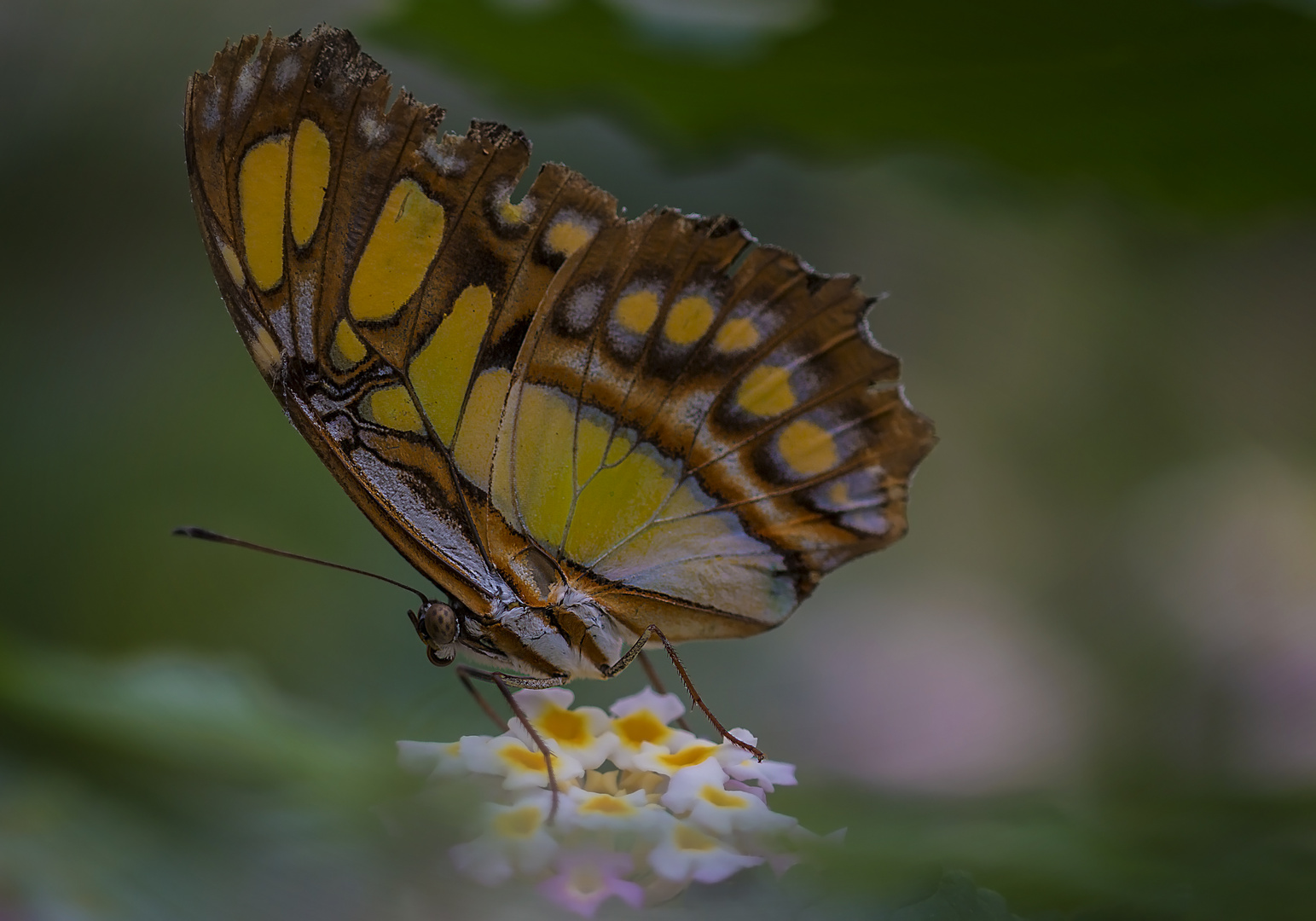 Siproeta stelenes meridionalis - Unterseite