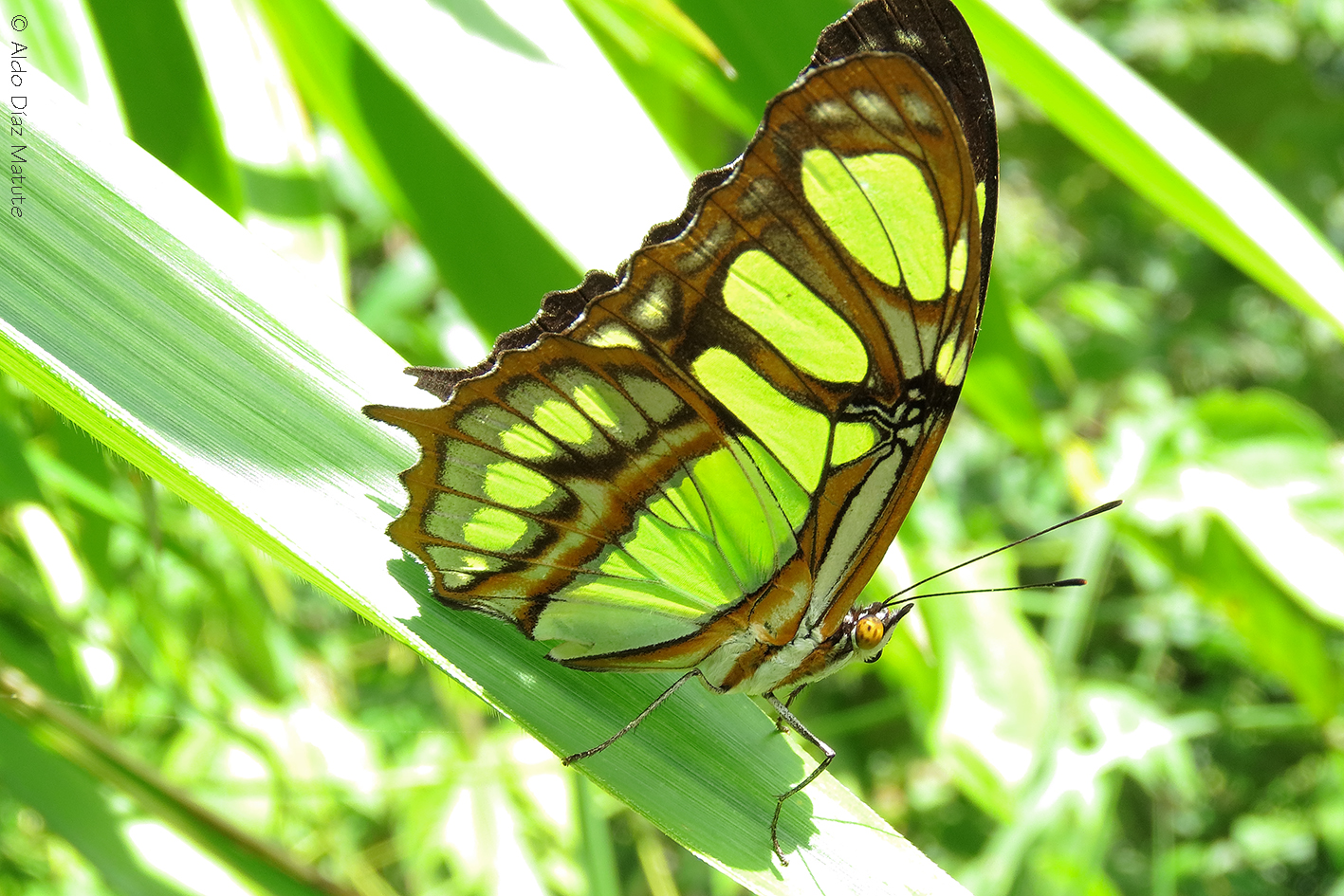 Siproeta stelenes (Reverso)