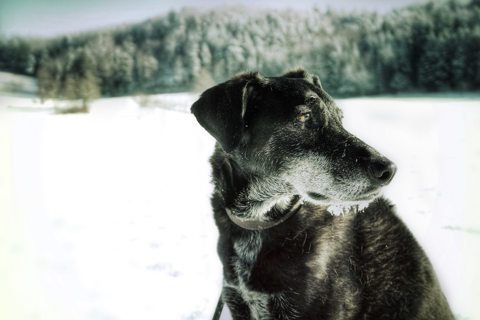 sir hamilton hat im schnee gespielt