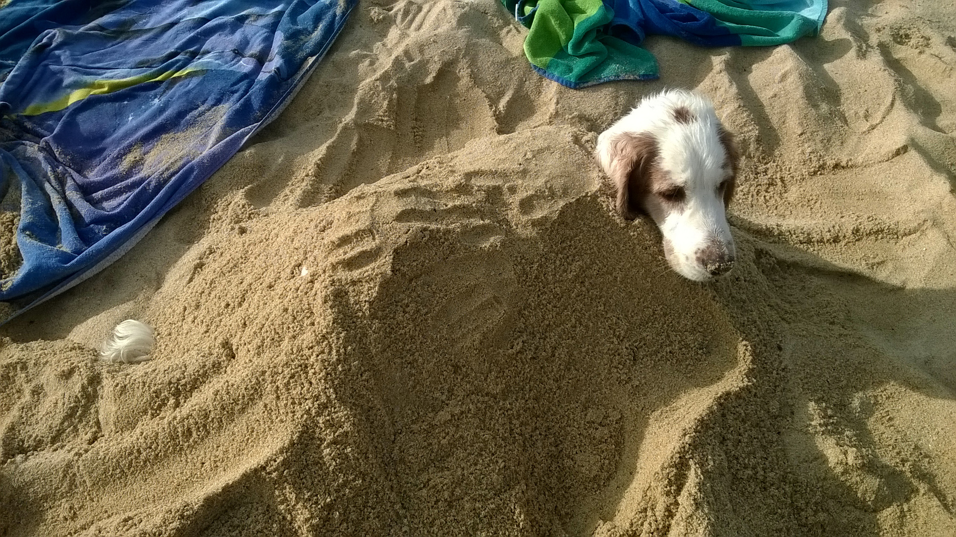 Sir Henry am Strand auf Sardinien