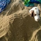 Sir Henry am Strand auf Sardinien