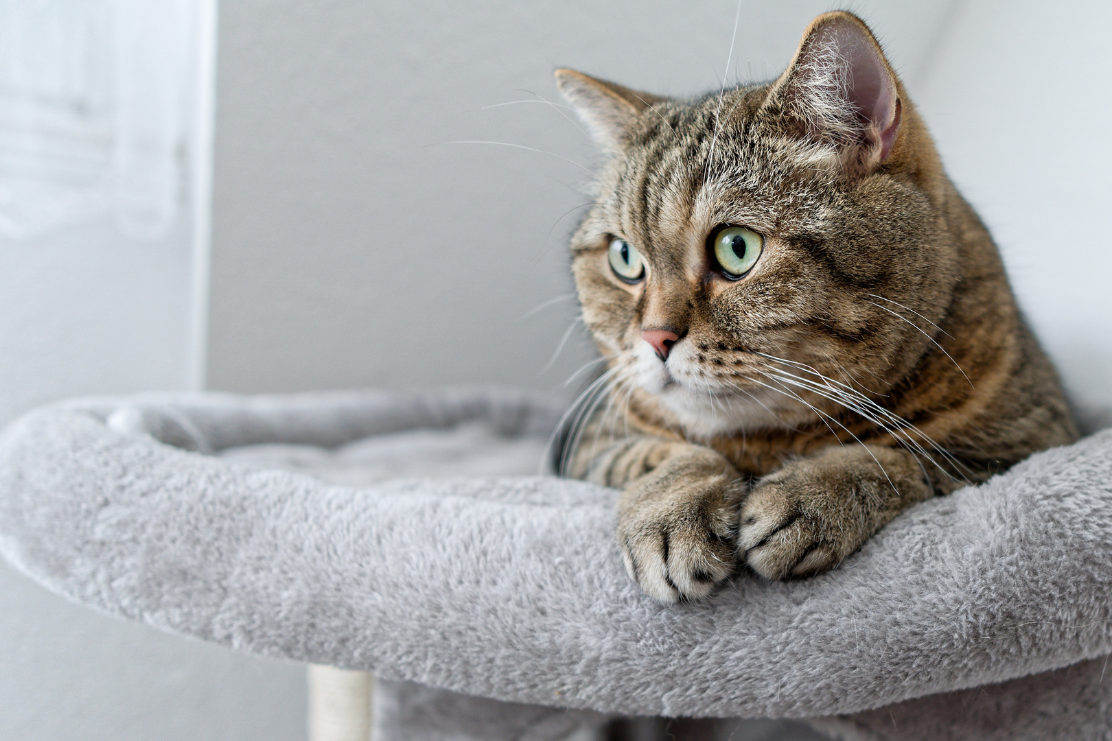 Sir Henry Foto & Bild natur, katzen, tiere Bilder auf