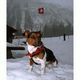 Sir Henry im Schnee