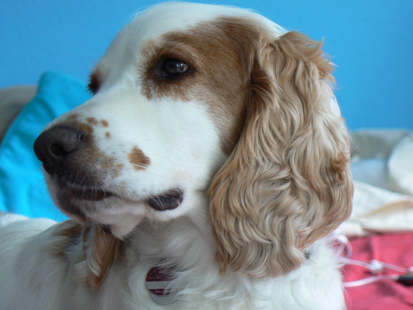 Sir Henry, Welsh Springer Spaniel, 5 Jahre alt