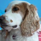 Sir Henry, Welsh Springer Spaniel, 5 Jahre alt (Foto 2)