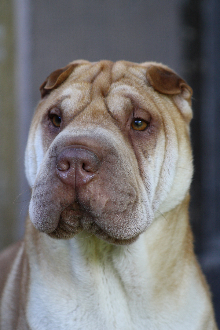 Sir Louis II - Shar Pei