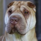 Sir Louis II - Shar Pei