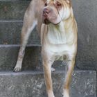 Sir Louis III - Shar Pei