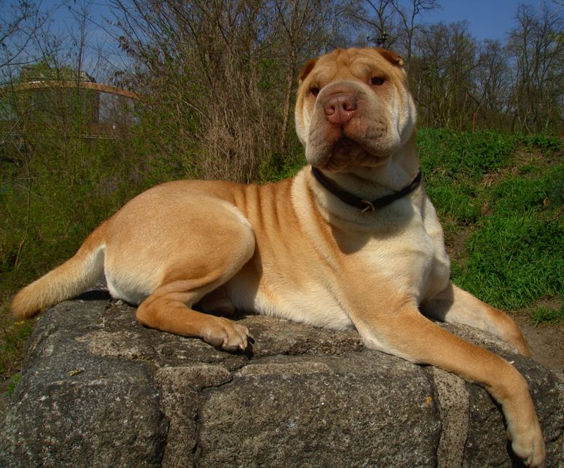 Sir Louis ...Shar Pei