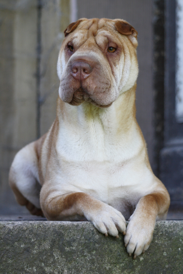 Sir Louis - Shar Pei