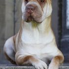 Sir Louis - Shar Pei