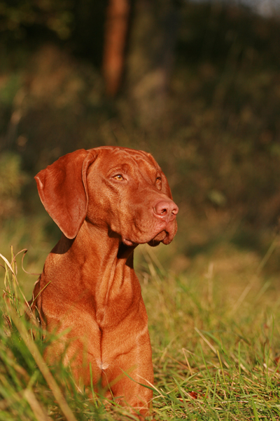 Sir Oscar im Herbstgras