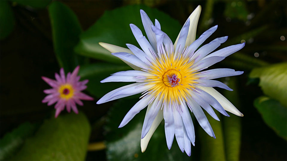 Sir Seewoosagur Ramgoolam Botanical Garden V, Pamplemousses / MU